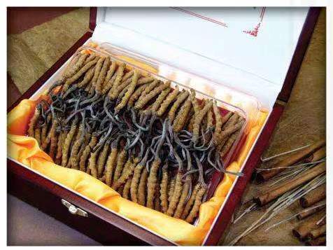 沧县冬虫夏草回收